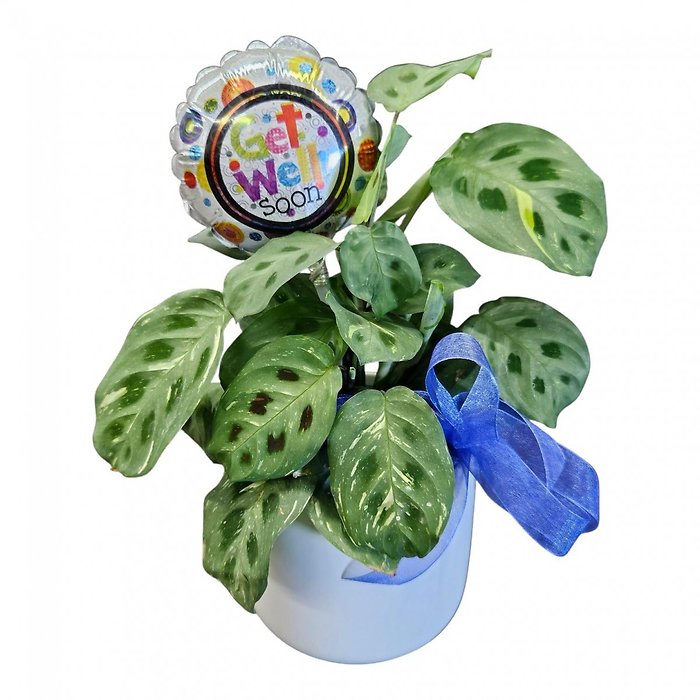 Get Well Wishes Prayer Plant
