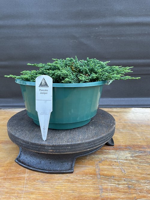 Juniperus Horizontalis, \'Pancake\' Juniper