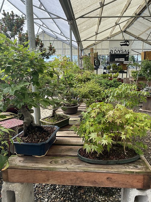 Bonsai Gallery