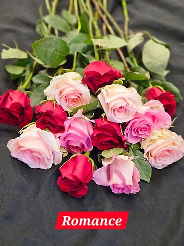 Greenhouse Rose Color Combos