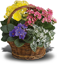 Spring Has Sprung blooming plant Basket