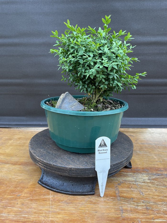 Mont Bruno Boxwood, Buxus Sempervirens