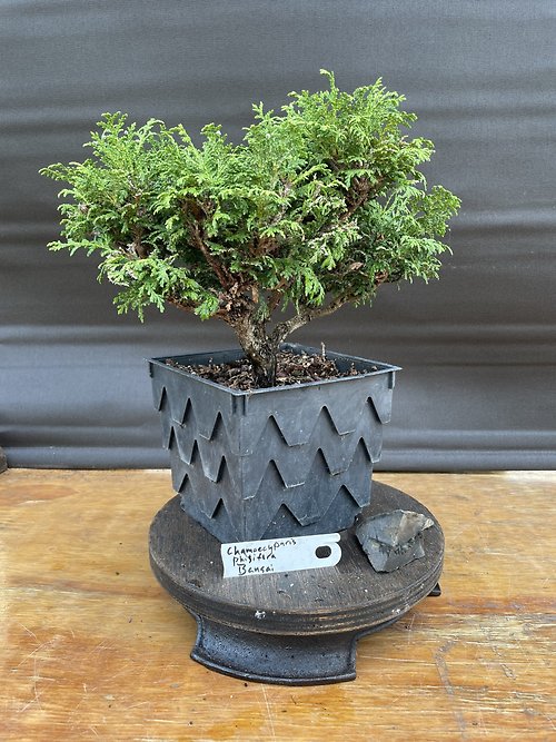 Chamaecyparis Pisifera