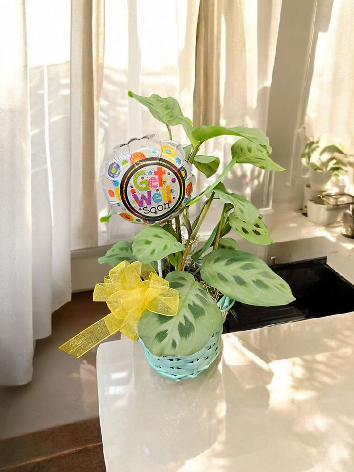 Get Well Wishes Prayer Plant