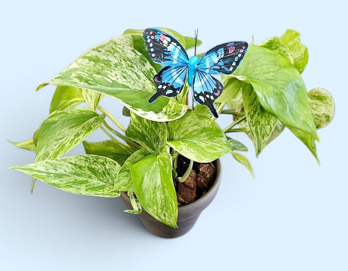 Pothos and Butterflies