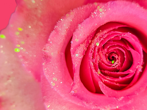 Fairy Dust Glitter to Single Rose
