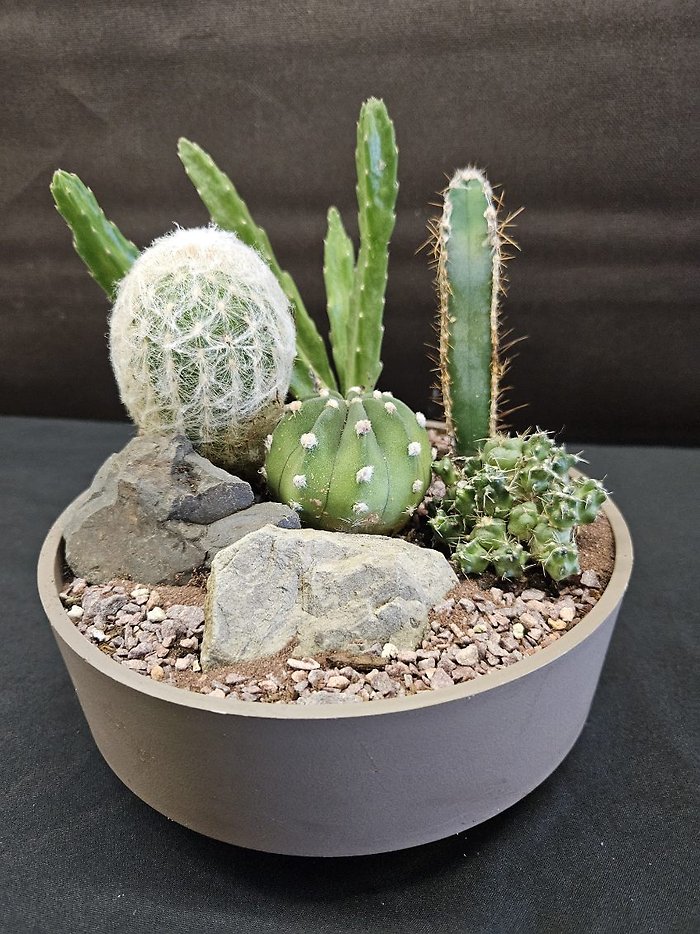 Cactus Dish Garden