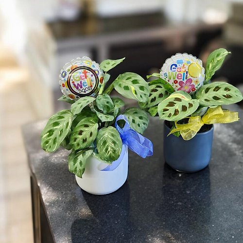 Get Well Wishes Prayer Plant