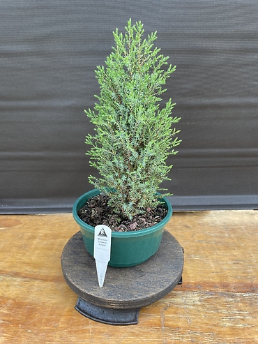 Miniature Common Juniper, Juniperus Communis