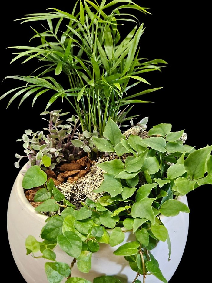 Island Clay Dish Garden