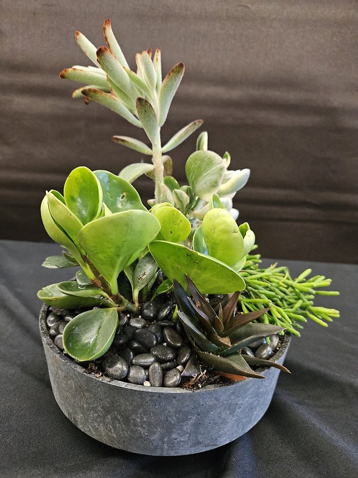 Succulent Dish Garden