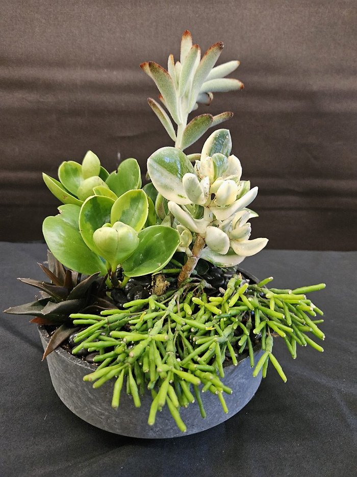 Succulent Dish Garden