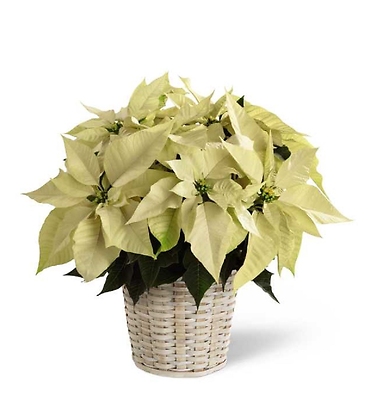 Poinsettia in basket