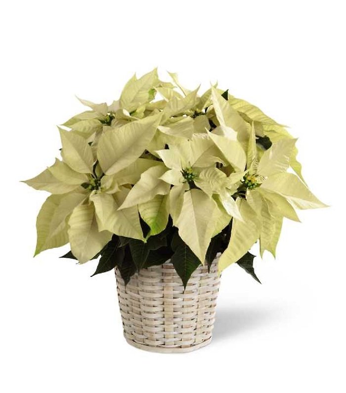 Poinsettia in basket