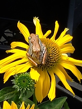 Sunbathing Frog