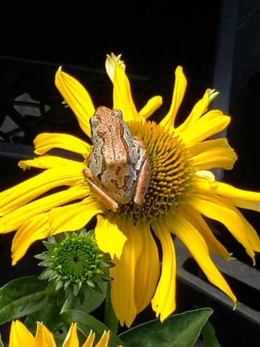 Sunbathing Frog