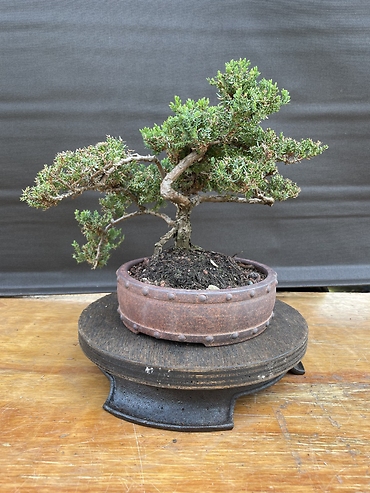 Juniperus Procumbens \'Nana\'