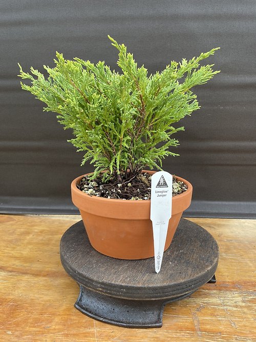 Limegrow Juniper, Juniperus Horizontalis