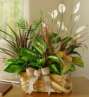 Classic Basket Garden