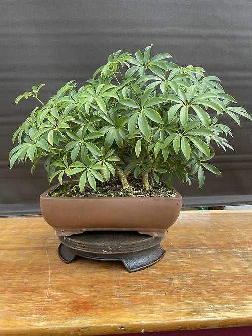 Dwarf Umbrella, Schefflera Arboricola \'Luseane\'