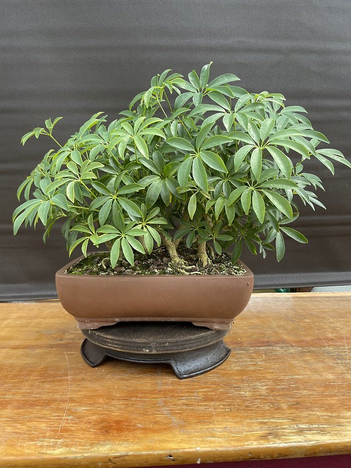 Dwarf Umbrella, Schefflera Arboricola \'Luseane\'