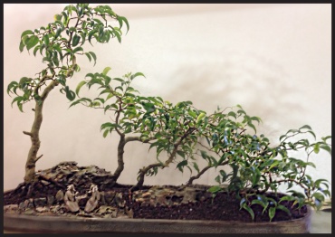 Bonsai Grove