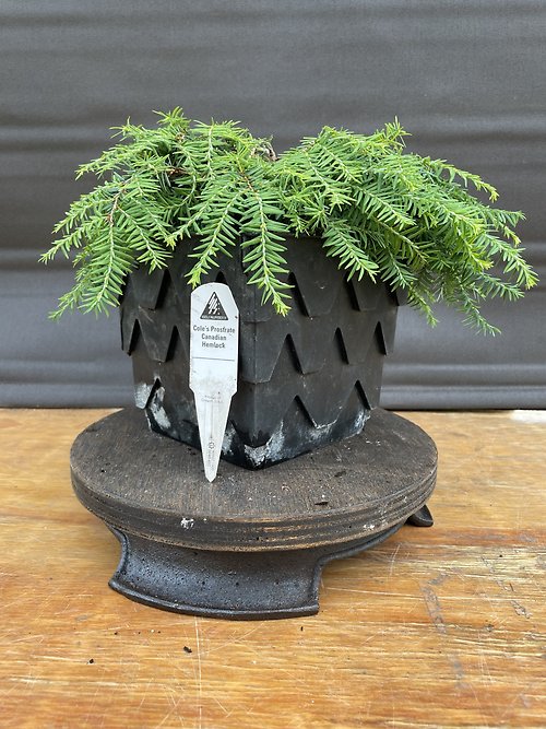 Cole\'s Prostrate Canadian Hemlock, Tsuga Canadensis