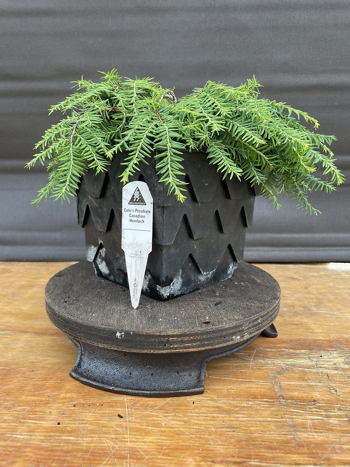 Cole\'s Prostrate Canadian Hemlock, Tsuga Canadensis