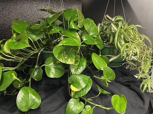 Indoor Hanging Plants