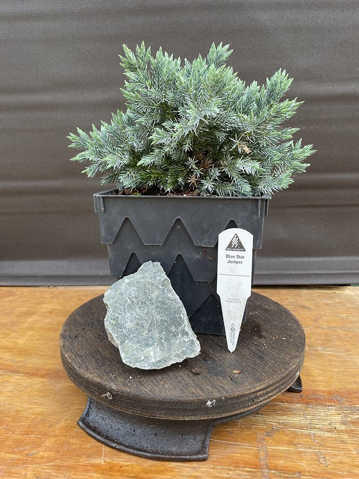 Blue Star, Juniperus Squamata
