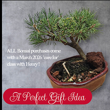 Christmas Bonsai Special