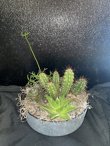 Cactus Dish Garden
