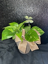 Pothos and Butterflies