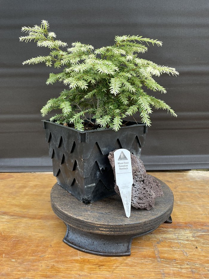Moon Frost Canadian Hemlock, Tsuga Canadensis