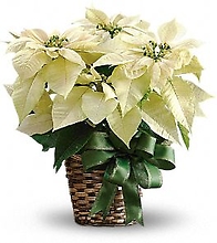 Poinsettia