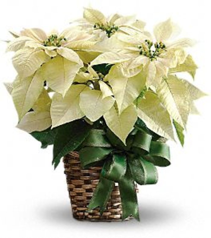 Poinsettia