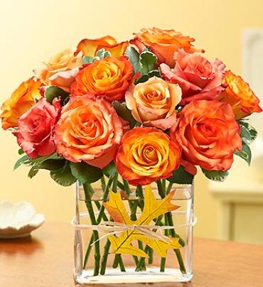 Fall Modern Roses - One Dozen Orange