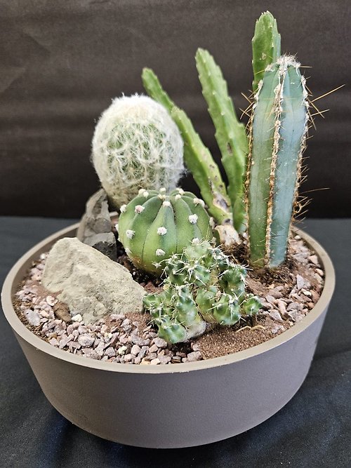 Cactus Dish Garden