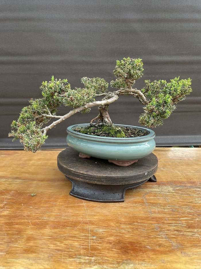Outdoor Bonsai