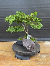 Hinoki Cypress, Chamaecyparis Obtusa