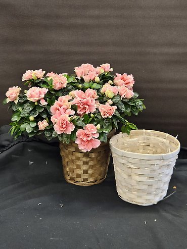 Azalea Plant