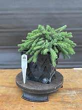 Hedgehog White Spruce, Picea Glauca \'Echiniformis\'