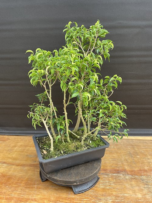 Indoor Bonsai