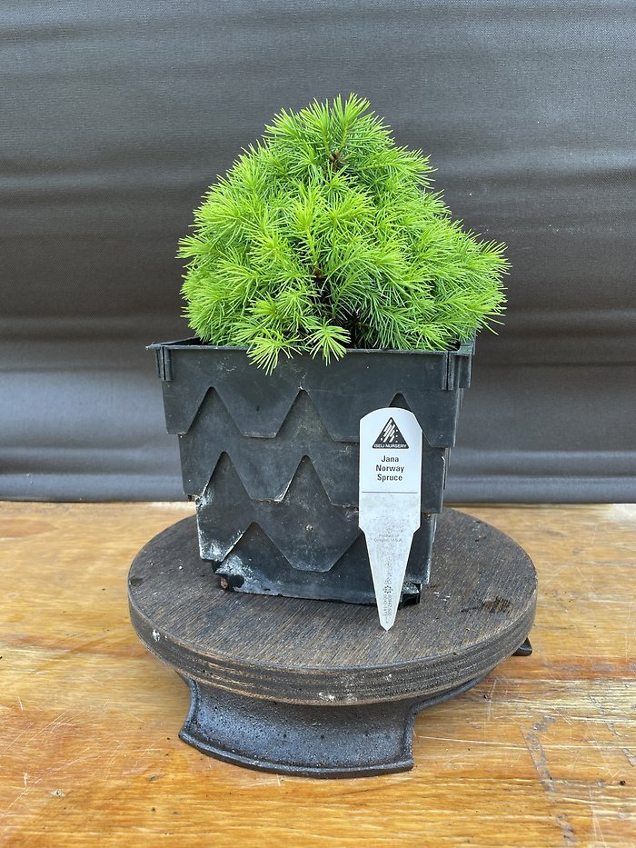 Jana Norway Spruce