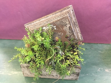 Sedum Planter Box
