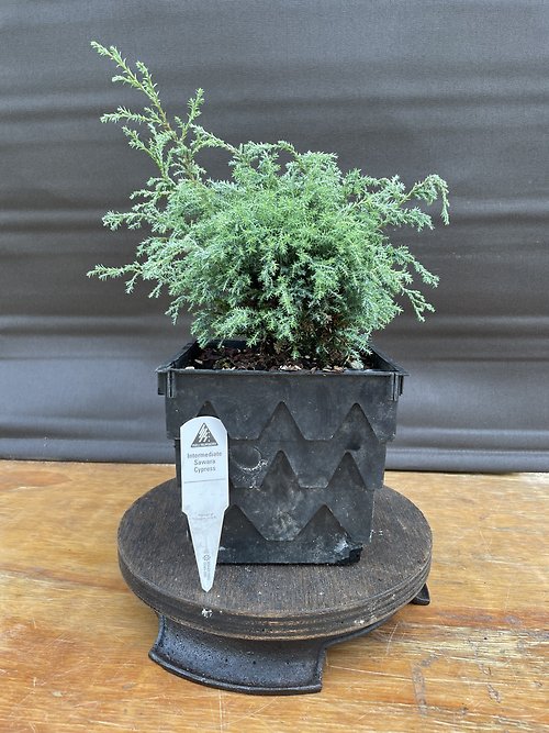 Intermediate Sawara Cypress, Chamaecyparis Pisifera