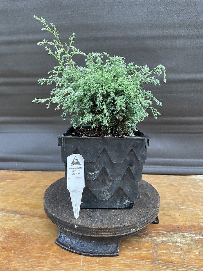 Intermediate Sawara Cypress, Chamaecyparis Pisifera
