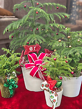 Decorated Norfolk Pine