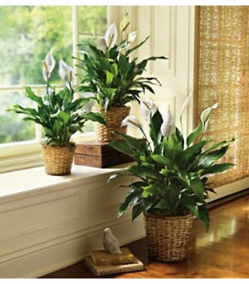 Plants & Dish Gardens