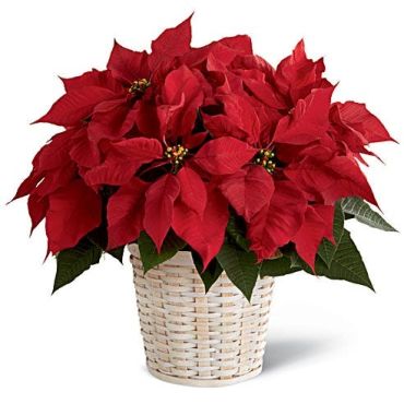 Poinsettia